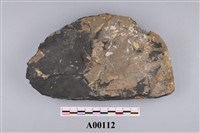 藏品(植物化石)的圖片